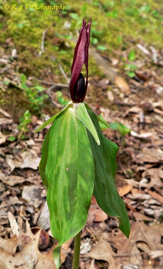 {Trillium lancifolium}